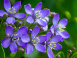 lignum vitae Guaiacum sanctum Exotic lathe hard wood bonsai rare seed 50 seeds Orchids