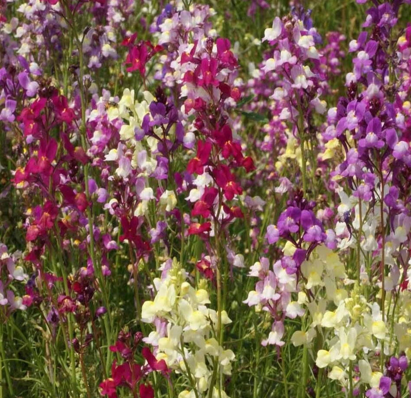 SNAPDRAGON SEEDS 10000+ TALL MIX mixed colors ANNUAL CUT FLOWERS FREE SHIPPING Flowering Plants