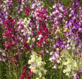SNAPDRAGON SEEDS 10000+ TALL MIX mixed colors ANNUAL CUT FLOWERS FREE SHIPPING Flowering Plants