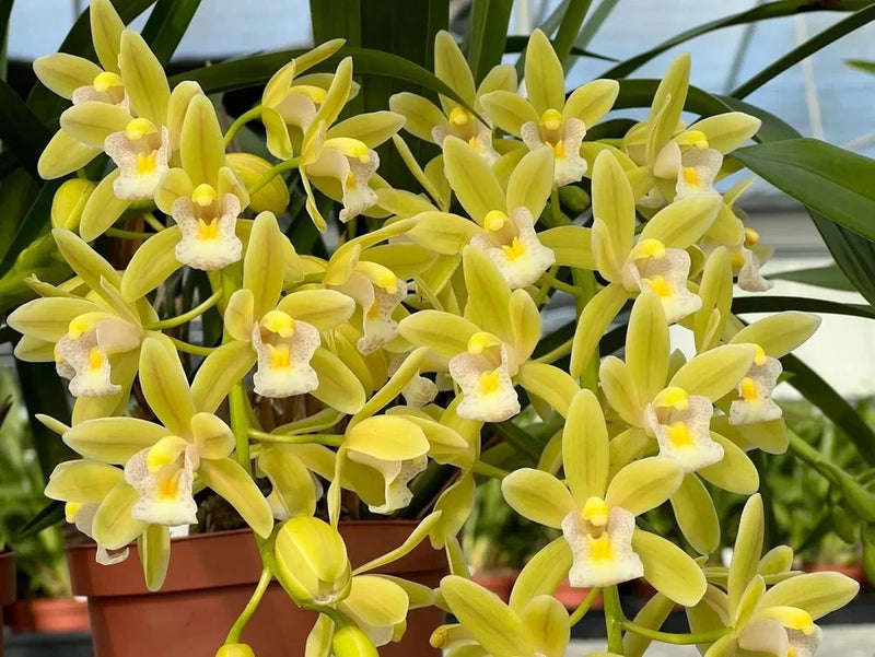 Potted cymbidium orchid with pale yellow-green blooms and white lips
