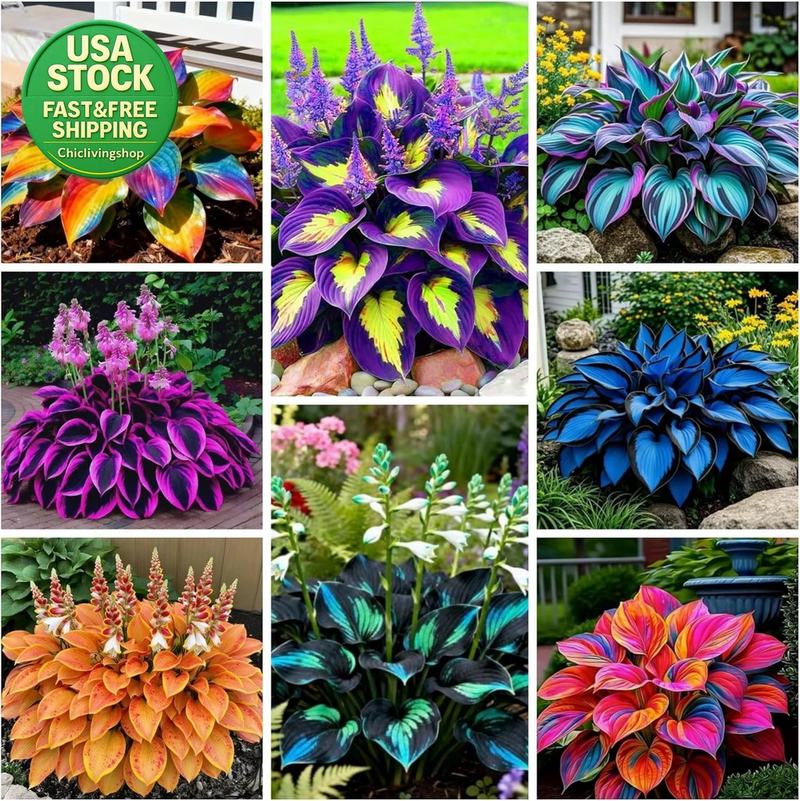 280 Hosta Seeds Heart Shaped Leaves Perennial Rich Foliage Garden Planting Garden Plants