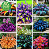 280 Hosta Seeds Heart Shaped Leaves Perennial Rich Foliage Garden Planting Garden Plants