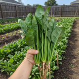 1000 Spinach Seeds Ð Fast-Growing Leafy Green Vegetable for Home Gardens Garden Plants