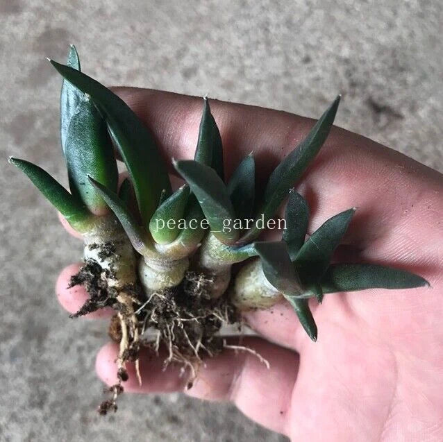 5pcs cactus Succulent plants Ariocarpus retusus Scheidw. plants Garden 4-5CM Garden Plants