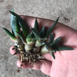 5pcs cactus Succulent plants Ariocarpus retusus Scheidw. plants Garden 4-5CM Garden Plants