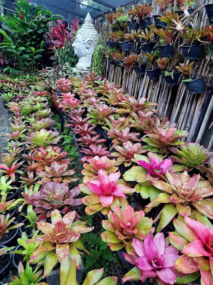 Assorted potted bromeliad plants with pink and green rosette blooms