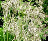 MAURITANIA VINE REED ROPE GRASS Ampelodesmos Mauritanicus - 10 Seeds Pampas Grass