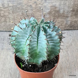 D5798 EUPHORBIA POLYGONA SNOWFLAKE pot8,5-H9-W10 cm MaMa Cactus Green Plant