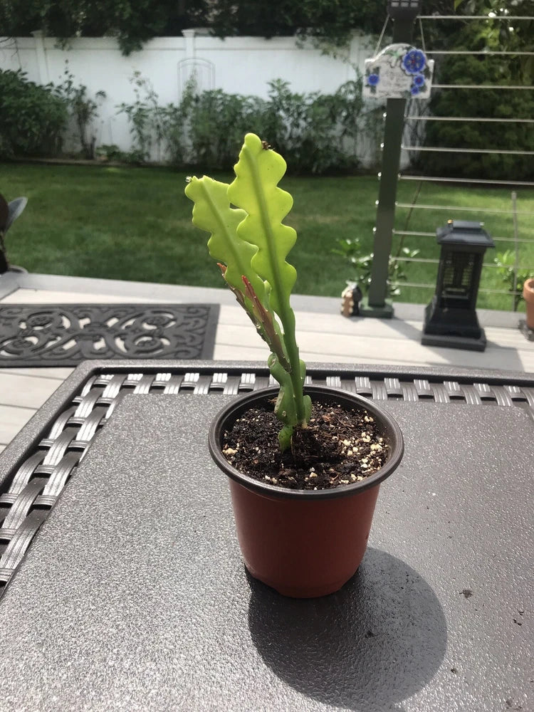 Live fishbone cactus in brown 4-inch pot with upright green zigzag stems