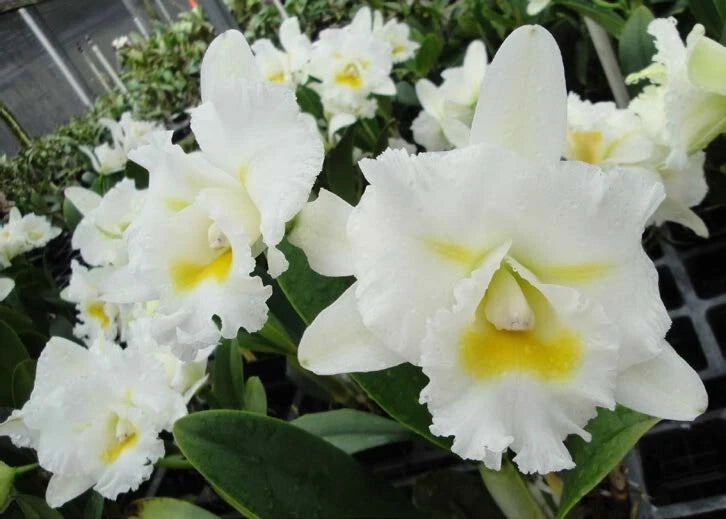 White orchid flowers with pale yellow centers and green leaves