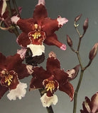 ORCHID PLANTS  Wils Mart Leather  Berry One rooted bulb bare root Orchids