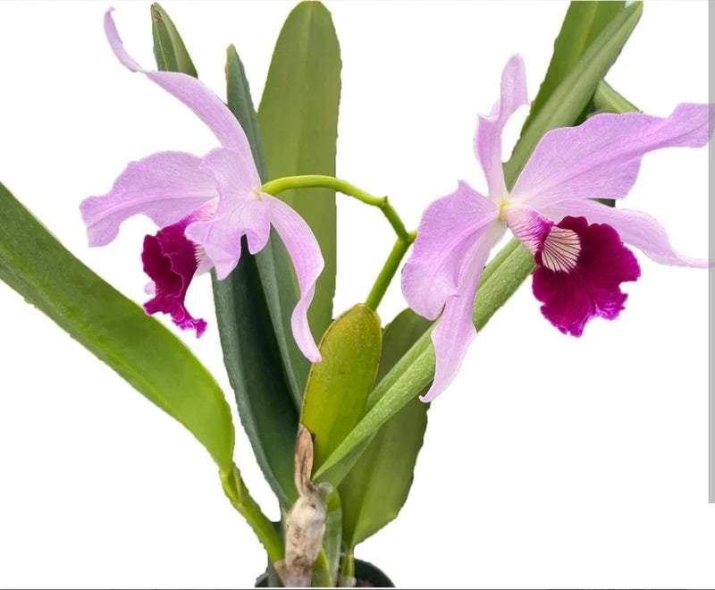 Blooming orchid plant with lavender-pink flowers and green leaves