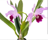 Laelia Purpurata Ecua. x Vinicolor Inti Live Blooming size orchid plant pink Orchids