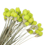 60 Pcs 16 Inch Dried Flowers for Vase Mini Pine Ball Flowers Yellow Green Dried Flower