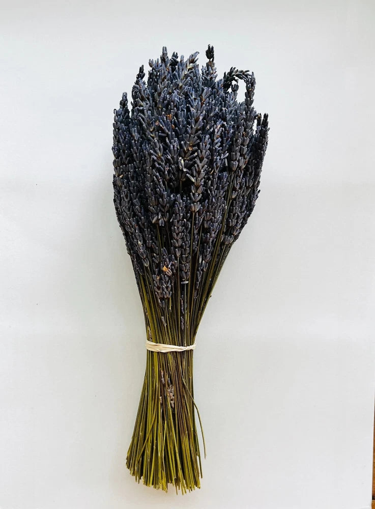 Dried lavender stems bundle, dark purple flowers with green stems