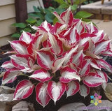 25+ Candy Cane Coleus Seeds for Garden Planting - USA - FREE SHIPPING! Garden Plants