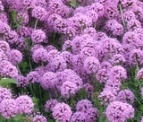 CROSSWORT PRETTY PINK Crucianella Phuopsis Stylosa - 500 Bulk Seeds Garden Plants