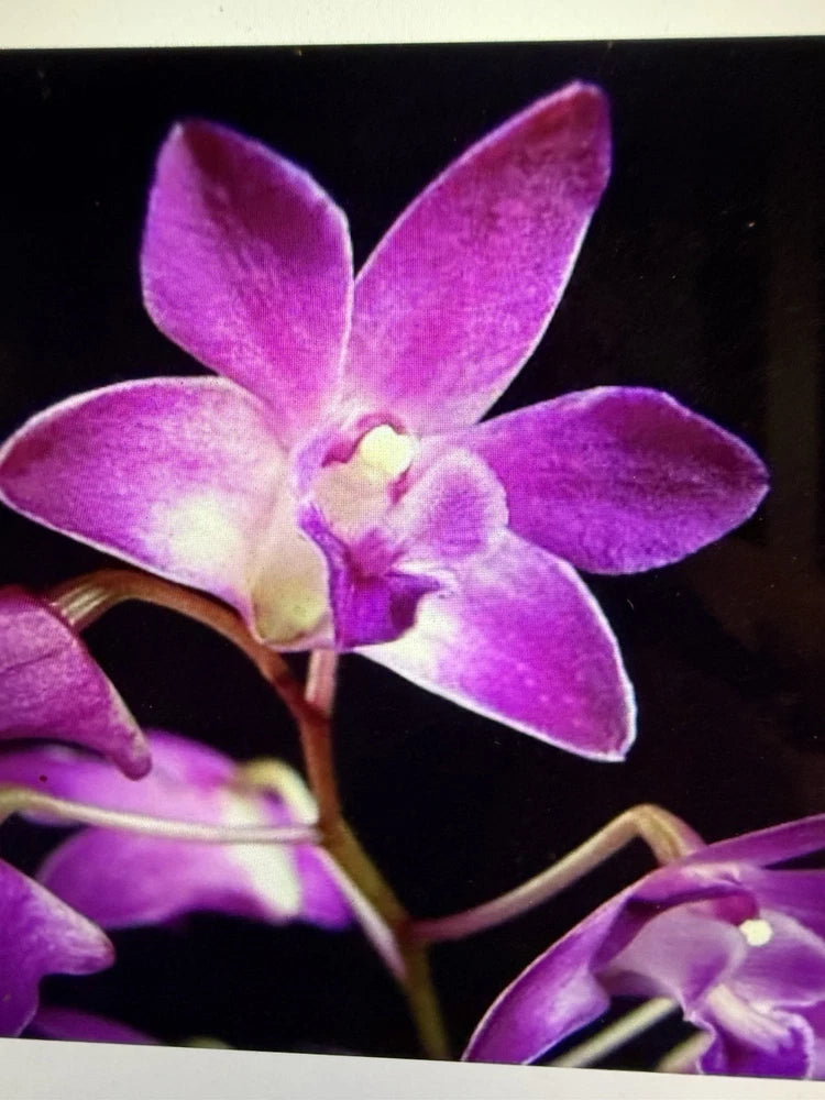 ORCHID PLANTS Dendrobuim Kingannum 4 stem div bare root Orchids