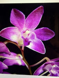 ORCHID PLANTS Dendrobuim Kingannum 4 stem div bare root Orchids