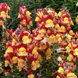 1000+ Oriental Lantern Snapdragon Seeds for Garden - USA - FREE SHIPPING! Garden Plants