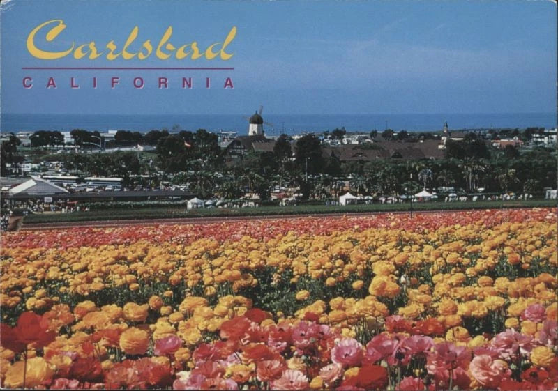 Carlsbad California Flower Fields Ranunculus Blossom,CA San Diego County Abigail Ranunculus
