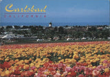 Carlsbad California Flower Fields Ranunculus Blossom,CA San Diego County Abigail Ranunculus