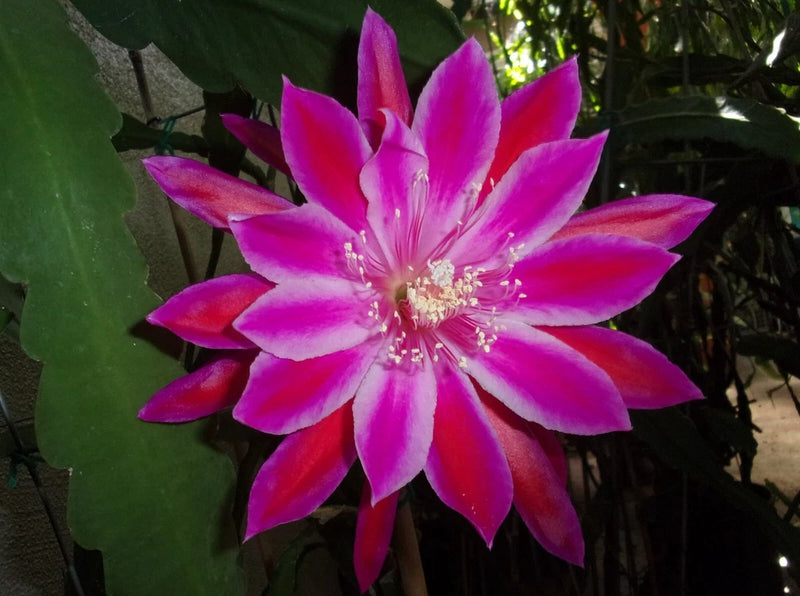 Purple-pink orchid bloom with vivid petals and pink center stamens