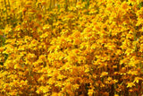 1500 CALIFORNIA SUNSHINE GOLDFIELDS Lasthenia Glabrata Yellow Flower Seeds Flowering Plants