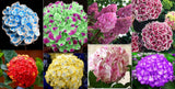 25piece HYDRANGEA SEEDS Garden Plant Flower rare exotic USA seller FREE shipping Garden Plants