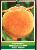 RED GLOBE PEACH 4-6 FT TREE PLANT SWEET JUICY PEACHES FRUIT TREES GARDEN PLANTS Garden Plants