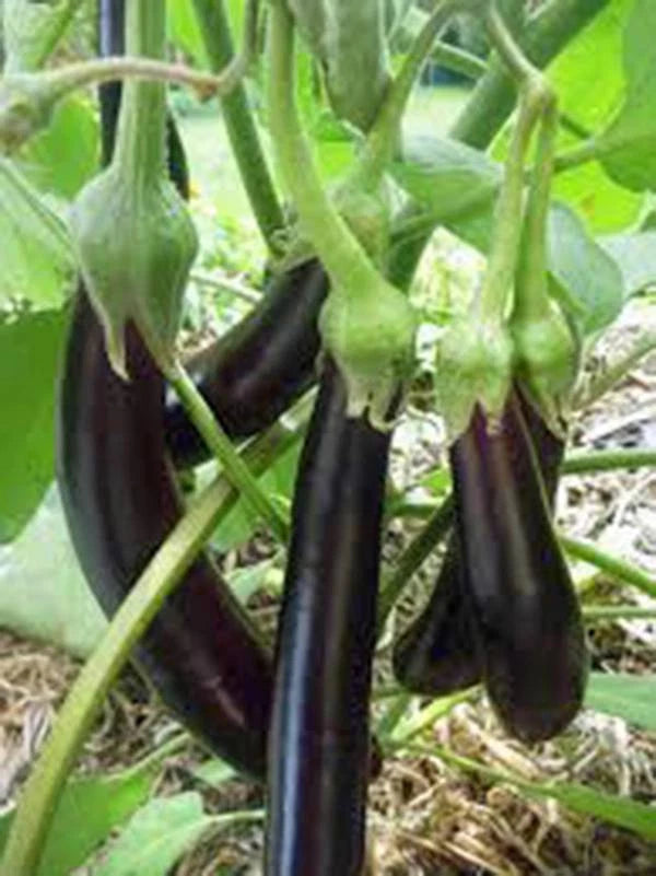 EGGPLANT SEED, LONG PURPLE, HEIRLOOM, NON GMO, 100 SEEDS, GARDEN SEED Garden Plants