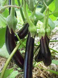 EGGPLANT SEED, LONG PURPLE, HEIRLOOM, NON GMO, 100 SEEDS, GARDEN SEED Garden Plants
