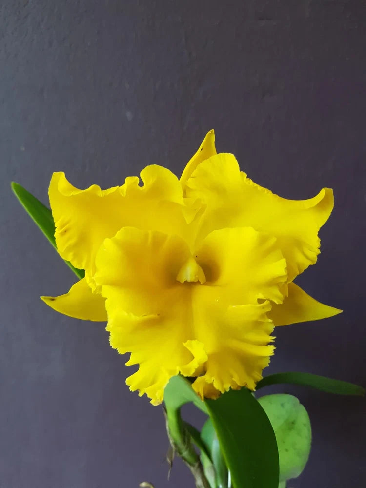 Yellow Cattleya alliance orchid with ruffled petals and green leaves