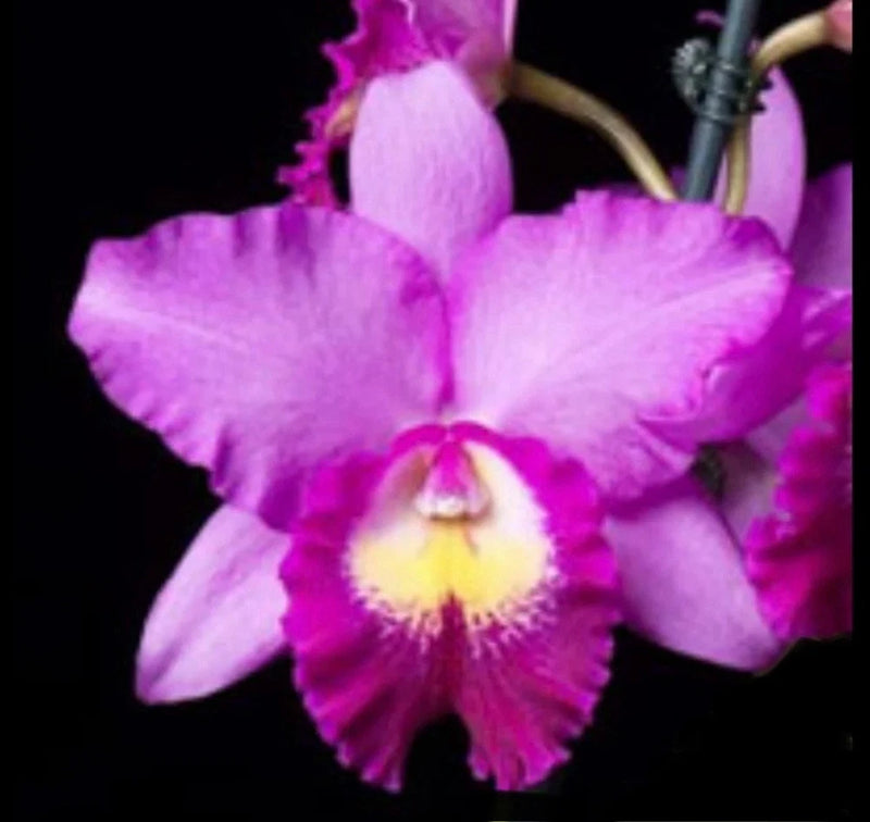 Pink and purple orchid flower with large layered petals and yellow center