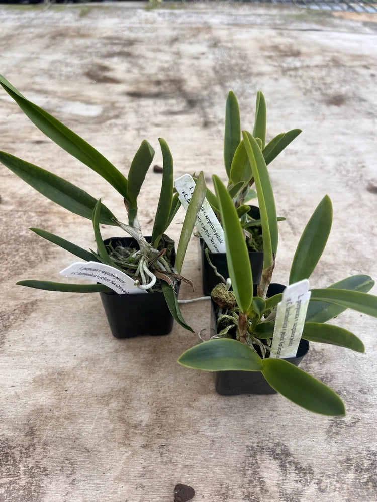 Small potted orchid plants with long green leaves and plant labels, in dark pots