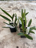 L Purpurata v Sanguinea Peloric x C Harrisonia Peloric ÔNext gen. SplashÕ 2Ó Orchids