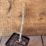 D4691 EUPHORBIA KONDOI pot8-H18-W1 cm MaMa Cactus Green Plant
