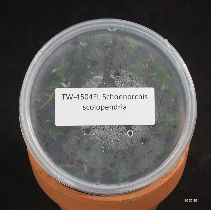 Schoenorchis scolopendria orchid culture in clear round vial with visible bubbles