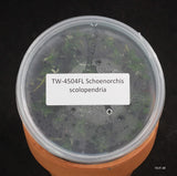 FLASK Schoenorchis scolopendria Orchids