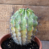 D5355 FEROCACTUS HERRERAE VARIEGATED pot20-H21-W15 cm MaMa Cactus Green Plant