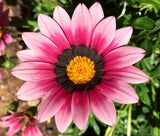 GAZANIA GARDEN LEADER PINK Gazania Rigens - 100 Bulk Seeds Garden Plants