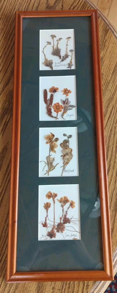 Botanical dried flower display in wooden frame with four matted pressed plant specimens