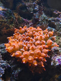 __  Bubble Tip Anemone 3-5" inch Live Coral RBTA Tank Raised Saltwater Marine Anemone