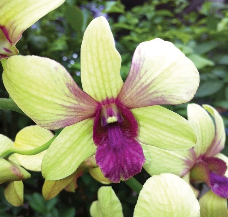 Dendrobium orchid blossom with light green petals and deep purple throat