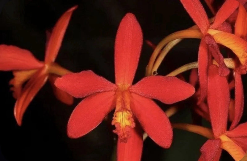 Red-orange orchid blossoms with slender petals, clustered