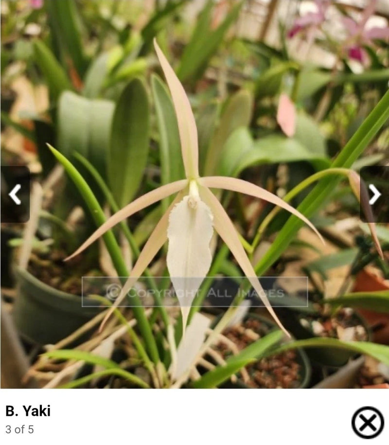 Cream star-shaped orchid flower in 4-inch pot with green leaves