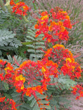 Caesalpinia pulcherrima Pride Of Barbados Mexican Bird Peacock seeds Orange Colr Flowering Plants
