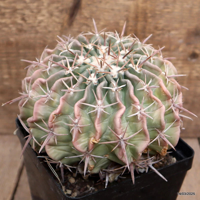 Green cactus with pink-tipped spines in a black pot