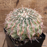 A2703 HOMALOCEPHALA TEXENSIS pot12-H11-W15 cm MaMa Cactus Green Plant