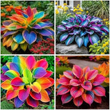 302+ Hosta Seeds for Planting Outdoors, Hosta Seeds Shade Plant Seeds Perennial Garden Plants